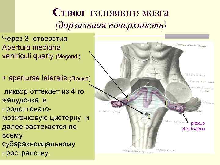 Ствол головного мозга (дорзальная поверхность) Через 3 отверстия Apertura mediana ventriculi quarty (Mogendi) +