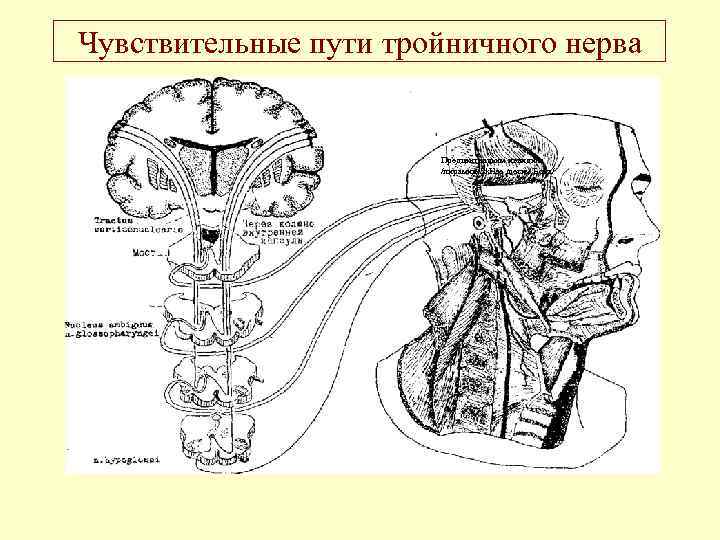 Тройничный нерв путь схема