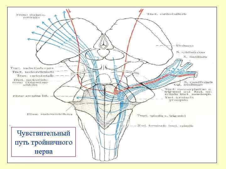 Чувствительный путь тройничного нерва 