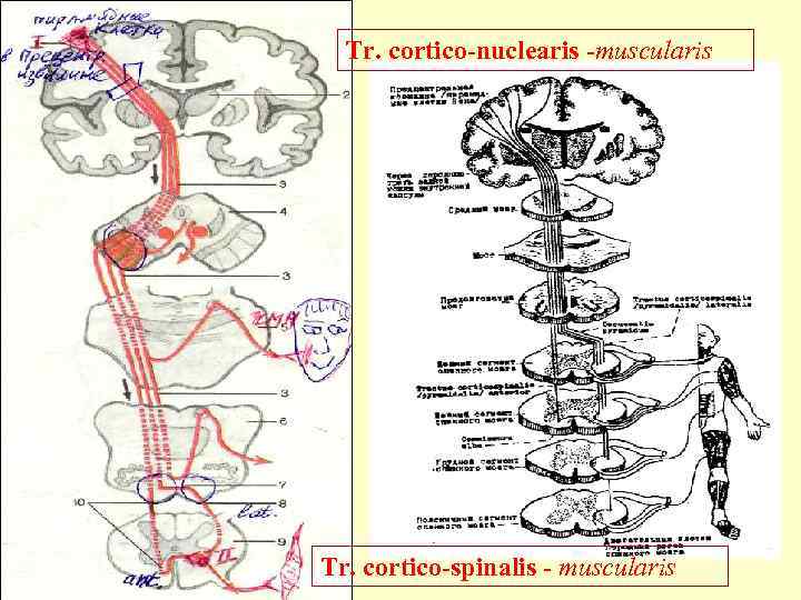 Tr. cortico-nuclearis -muscularis Tr. cortico-spinalis - muscularis 