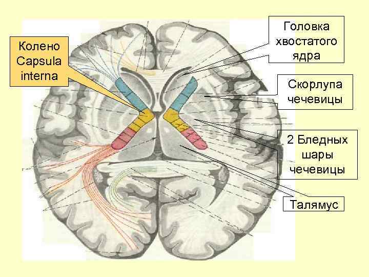 Колено Capsula interna Головка хвостатого ядра Скорлупа чечевицы 2 Бледных шары чечевицы Талямус 