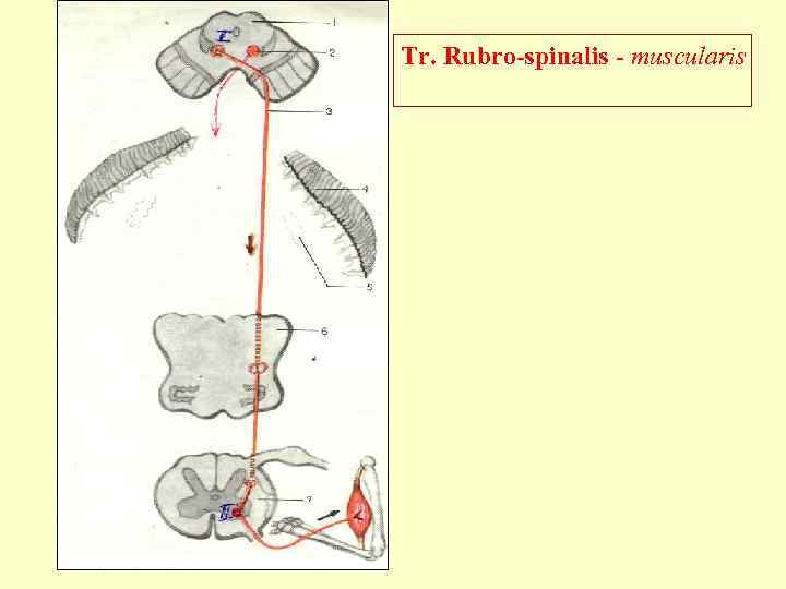 Tr. Rubro-spinalis - muscularis 