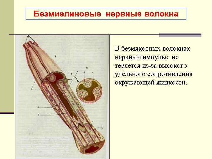 Безмиелиновые нервные волокна рисунок