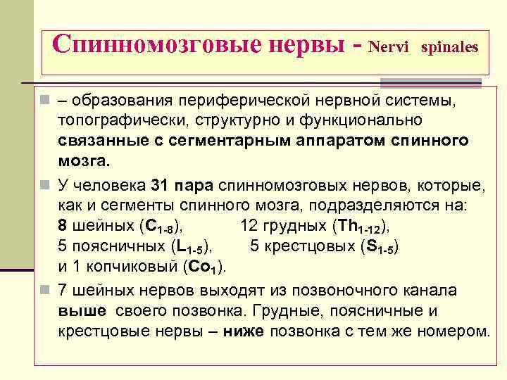 Спинномозговые нервы - Nervi spinales n – образования периферической нервной системы, топографически, структурно и