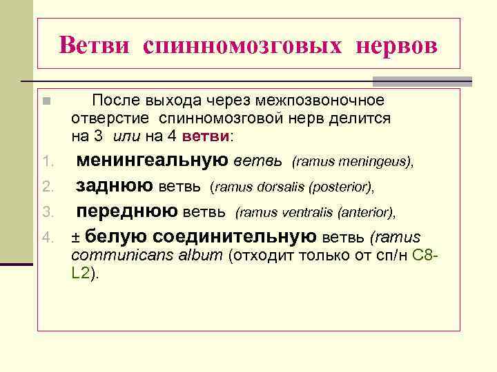 Ветви спинномозговых нервов n После выхода через межпозвоночное отверстие спинномозговой нерв делится на 3