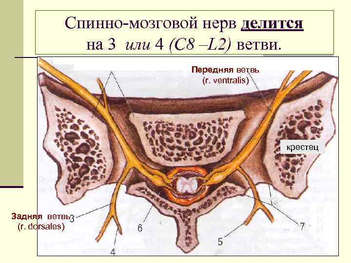 Спинно-мозговой нерв делится на 3 или 4 (С 8 –L 2) ветви. Передняя ветвь