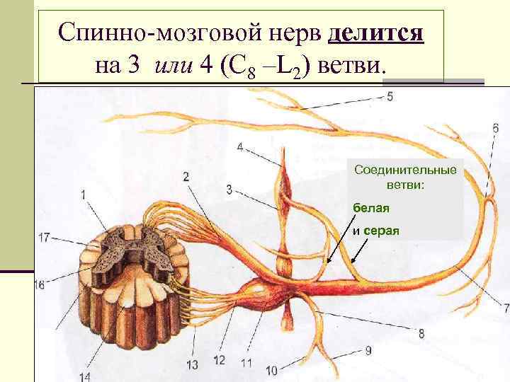 Ветви спинномозговых нервов