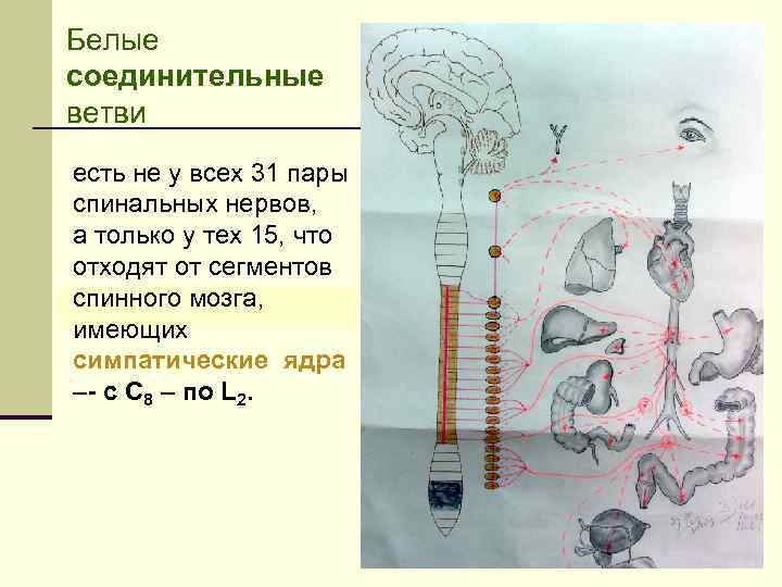 Белые соединительные ветви есть не у всех 31 пары спинальных нервов, а только у