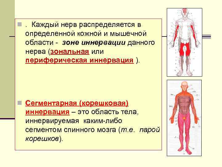 n. Каждый нерв распределяется в определенной кожной и мышечной области - зоне иннервации данного