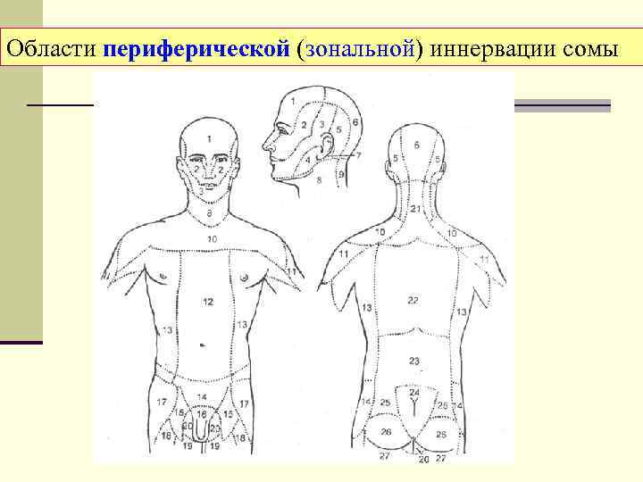 Области периферической (зональной) иннервации сомы 