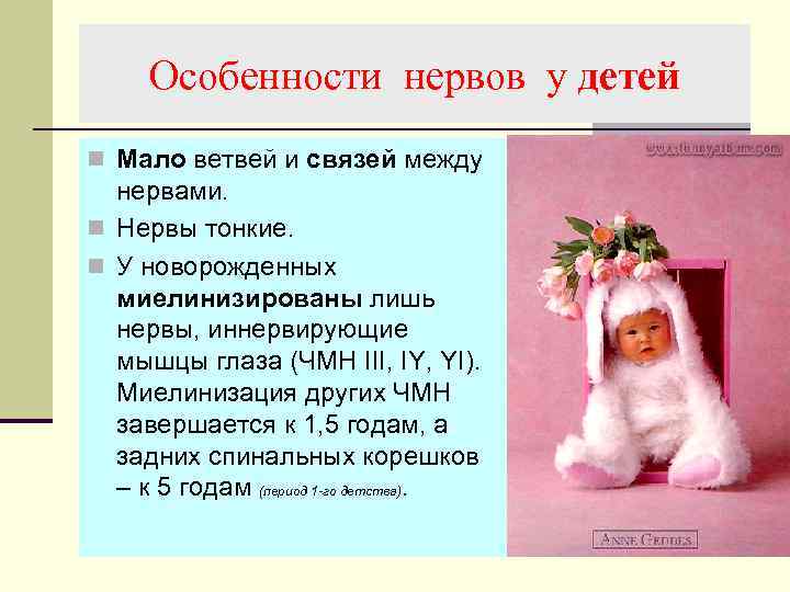 Особенности нервов у детей n Мало ветвей и связей между нервами. n Нервы тонкие.