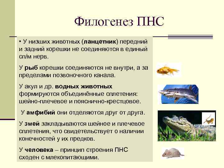 Филогенез ПНС • У низших животных (ланцетник) передний и задний корешки не соединяются в