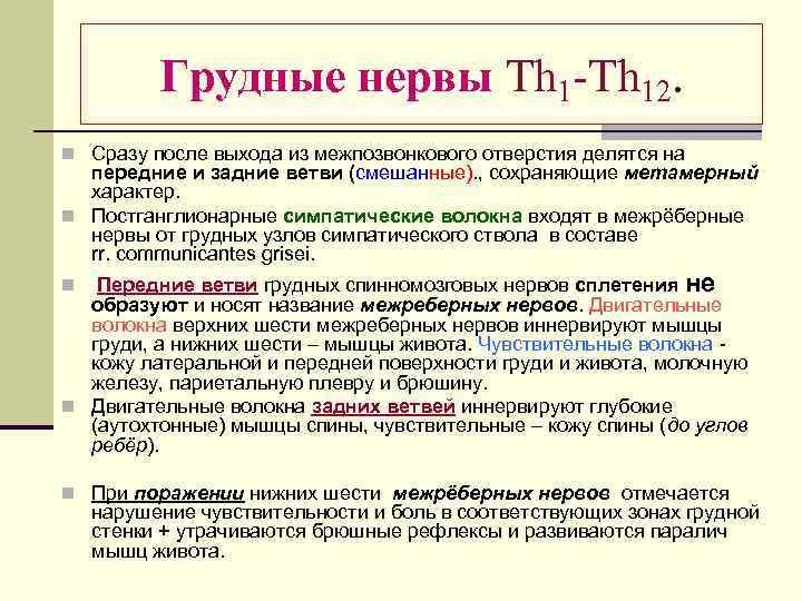 Грудные нервы Тh 1 -Тh 12. n Сразу после выхода из межпозвонкового отверстия делятся