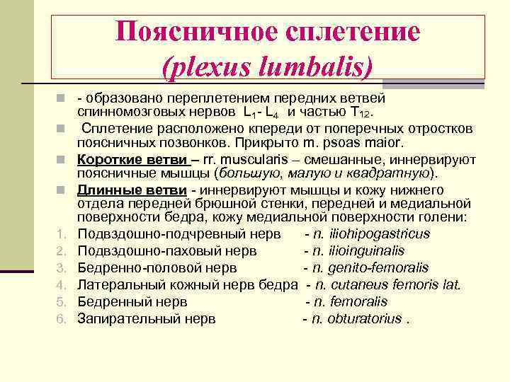 Поясничное сплетение (plexus lumbalis) n - образовано переплетением передних ветвей n n n 1.