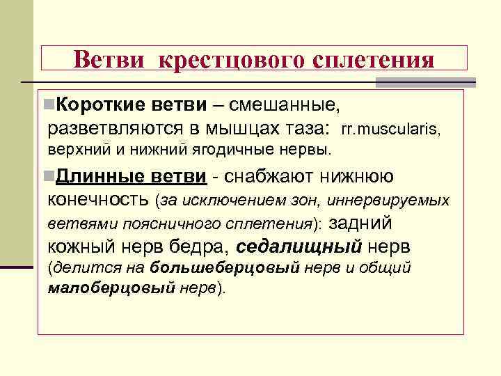 Ветви крестцового сплетения n. Короткие ветви – смешанные, разветвляются в мышцах таза: rr. muscularis,