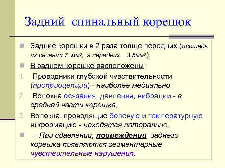 Задний спинальный корешок n Задние корешки в 2 раза толще передних (площадь их сечения