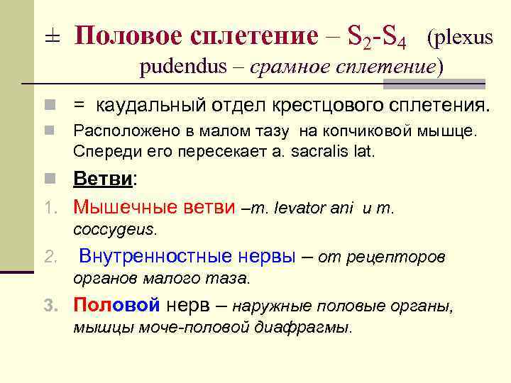 ± Половое сплетение – S 2 -S 4 (plexus pudendus – срамное сплетение) n