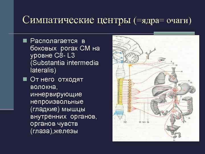 Симпатические центры (=ядра= очаги) n Располагается в боковых рогах СМ на уровне C 8