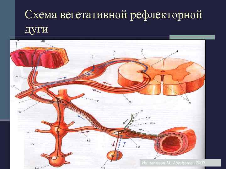 Схема вегетативной рефлекторной дуги Из атласа M. Abrahams -2003 