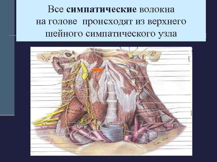 Все симпатические волокна на голове происходят из верхнего шейного симпатического узла 