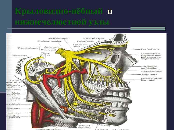 Крыловидно-нёбный и нижнечелюстной узлы 