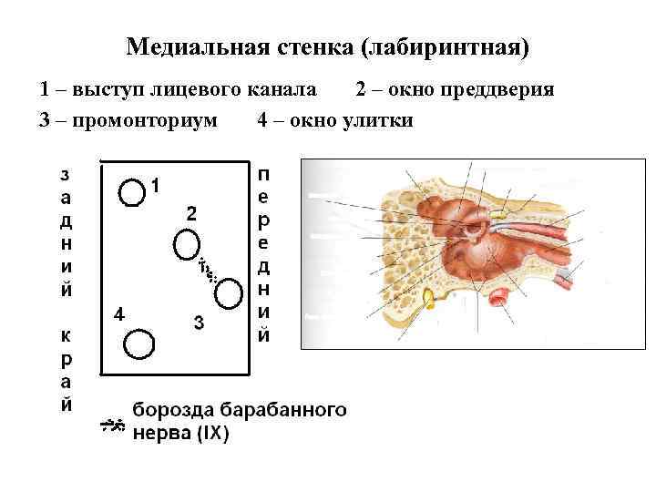 Медиальная стенка (лабиринтная) 1 – выступ лицевого канала 2 – окно преддверия 3 –