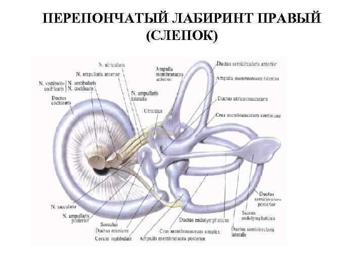 ПЕРЕПОНЧАТЫЙ ЛАБИРИНТ ПРАВЫЙ (СЛЕПОК) 