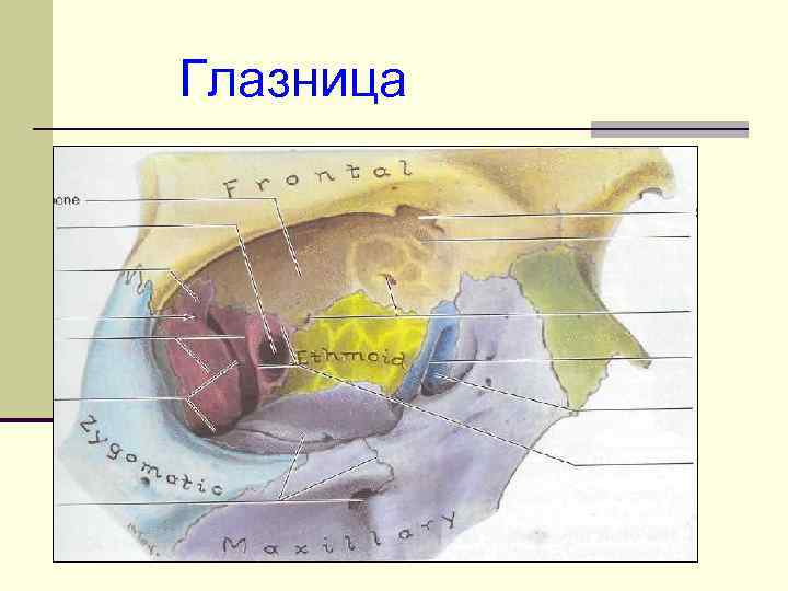 Строение глазницы