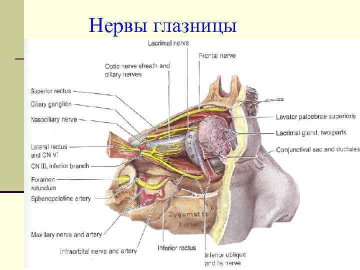 Нервы глазницы 