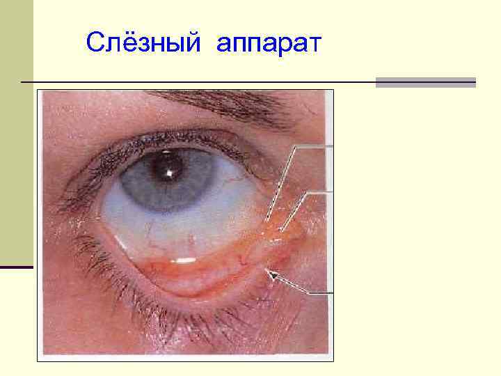 Слёзный аппарат 