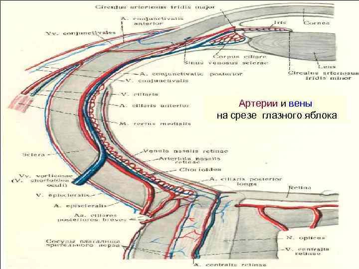 Артерии и вены на срезе глазного яблока 