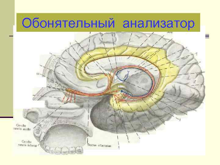 Обонятельный анализатор 