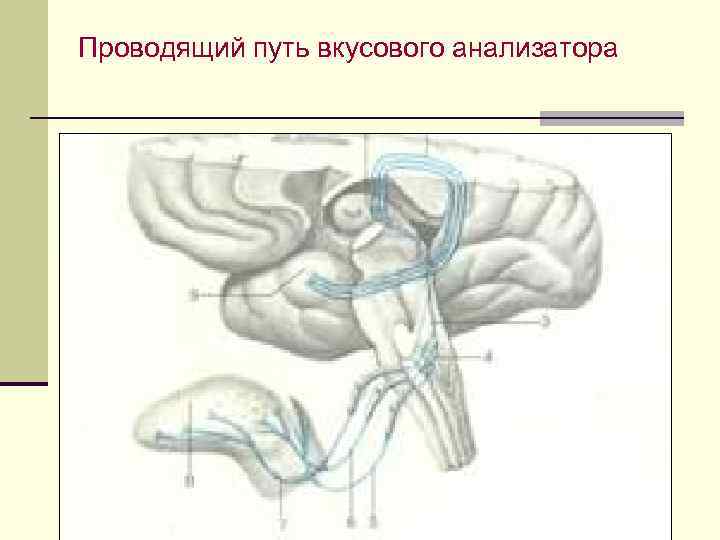 Блок схема вкусового анализатора