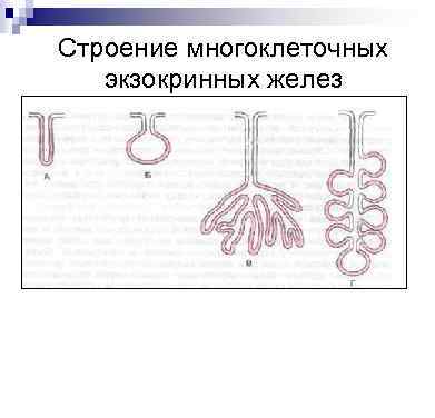 Строение многоклеточных экзокринных желез 