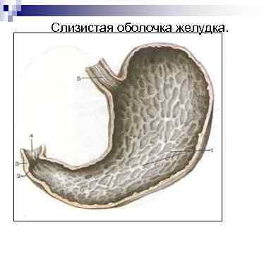 Слизистая оболочка желудка. 