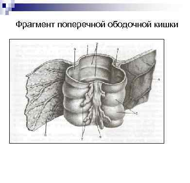 Сальниковые отростки