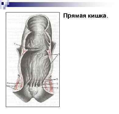 Прямая кишка. 