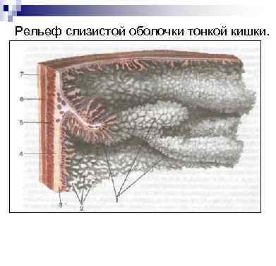 Рельеф слизистой оболочки тонкой кишки. 