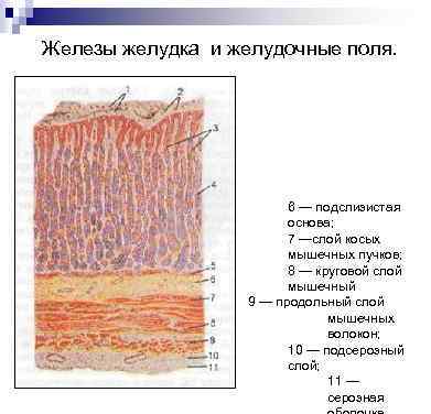 Железы желудка и желудочные поля. 6 — подслизистая основа; 7 —слой косых мышечных пучков;