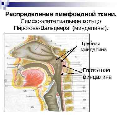 Анатомия лимфоидного кольца пирогов