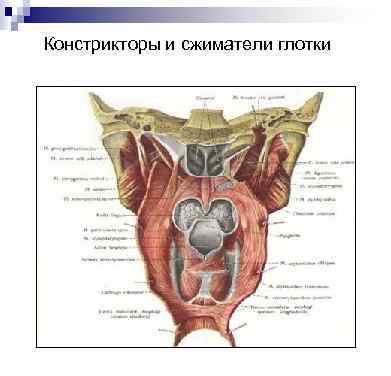 Констрикторы и сжиматели глотки 
