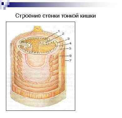 Характер тонкий толстый длина отделы особенности строения стенки