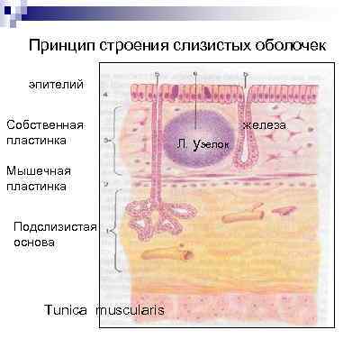 Принцип строения слизистых оболочек эпителий Собственная пластинка Мышечная пластинка Подслизистая основа Tunica muscularis железа
