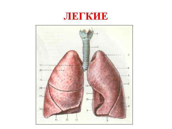 Функциональная анатомия дыхательной системы презентация