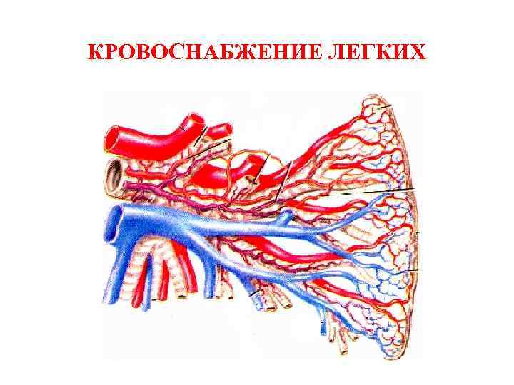 Функциональная анатомия дыхательной системы презентация