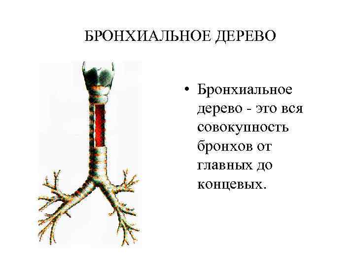 Функциональная анатомия дыхательной системы презентация