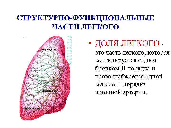 СТРУКТУРНО-ФУНКЦИОНАЛЬНЫЕ ЧАСТИ ЛЕГКОГО • ДОЛЯ ЛЕГКОГО это часть легкого, которая вентилируется одним бронхом II