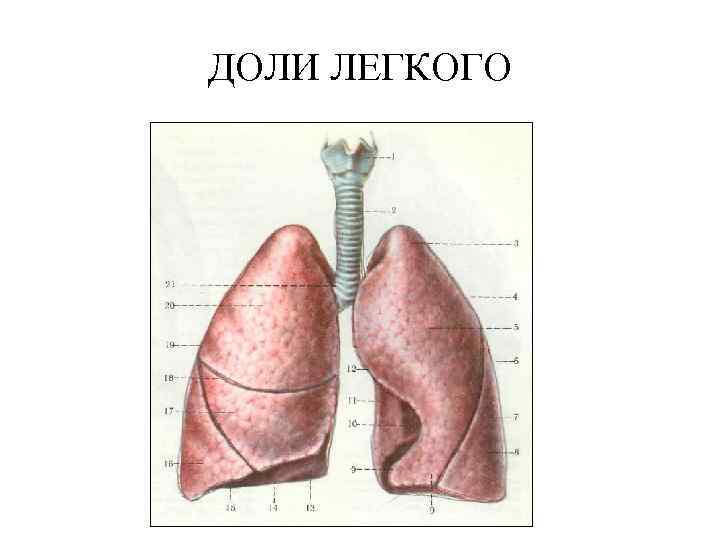 Функциональная анатомия дыхательной системы презентация