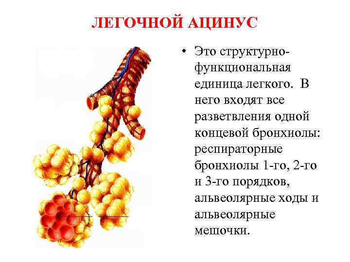 Функциональная анатомия дыхательной системы презентация