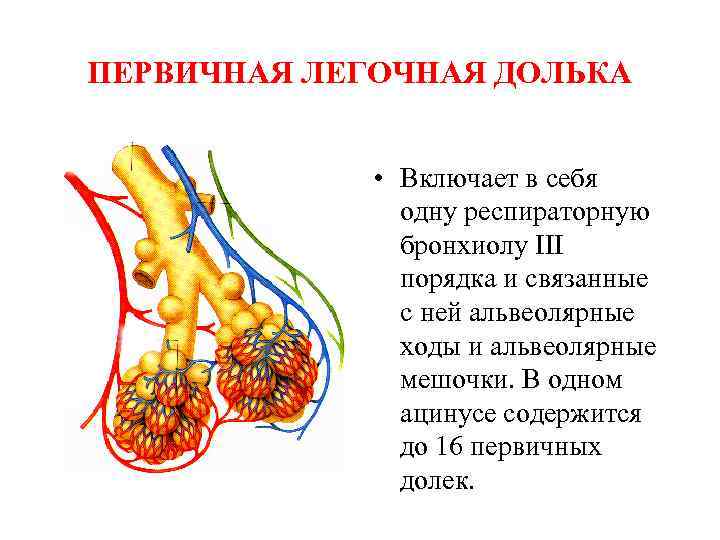 Функциональная анатомия дыхательной системы презентация